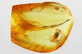 Detailed Fossil Marsh Beetle (Scirtidae) in Baltic Amber #372526-1